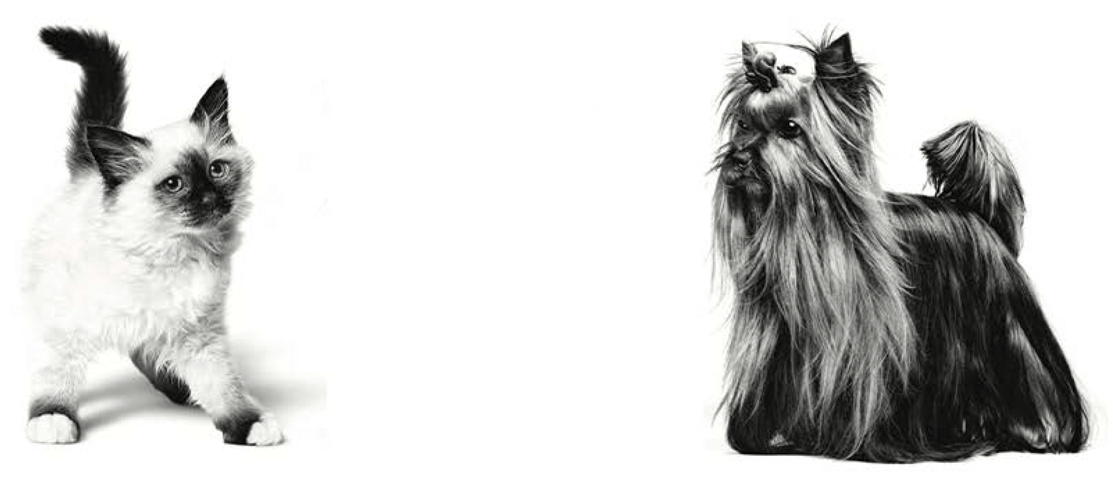 国际课程专区页面