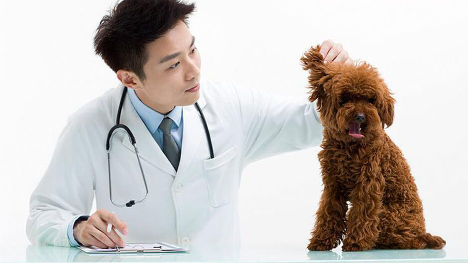 兽医在线课堂和培训