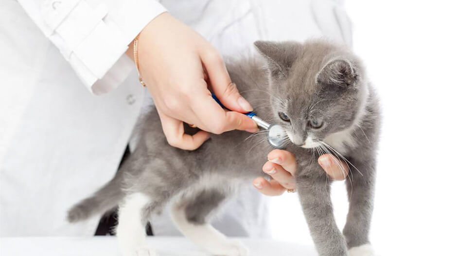 兽医专业工具和资源