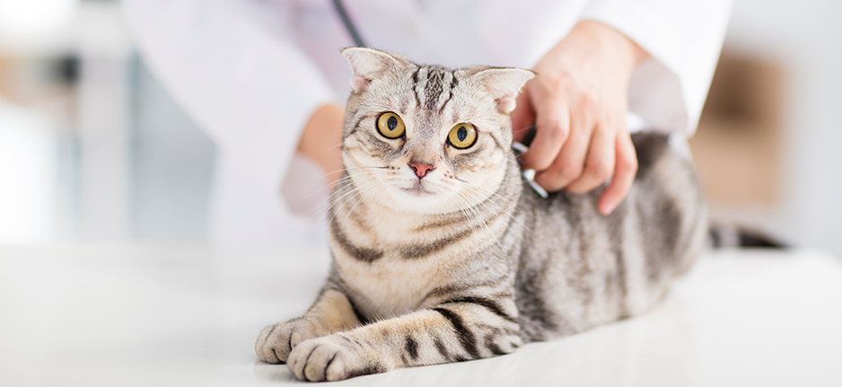 2021皇家兽医师峰会猫图片