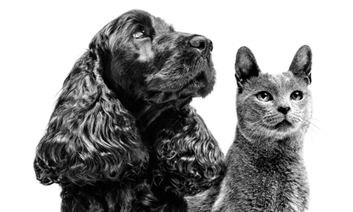 皇家兽医师峰会loading图片